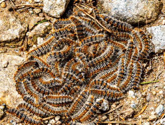 Attention : chenilles processionnaires présentes sur la commune – vérifiez vos jardins !
