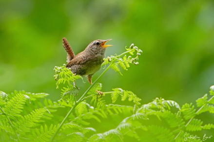 Samedi 30 mai après-midi : stage d’initiation à la photographie animalière
