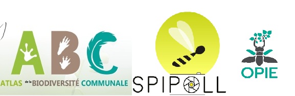 Observation et suivi photographique des insectes pollinisateurs – Mercredi 3 juin 14h-17h au Domaine d’Ors