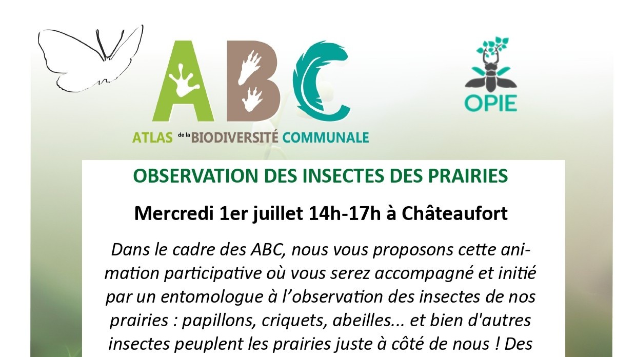 3ème observation dans le cadre des Atlas de la Biodiversité : les insectes des prairies le 1er juillet !