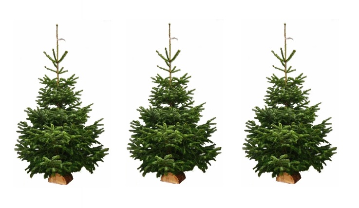 Vente de sapins de Noël à Châteaufort par APACH : commandez le vôtre avant le 22 novembre !